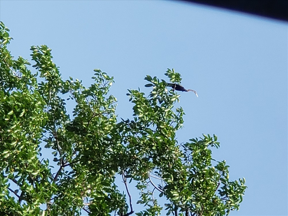 Theo lời lể của anh Võ Thành Long (39 tuổi, ở phường 17, quận Gò Vấp, TP.HCM), một con chim cổ rắn đã đậu trên mái nhà của gia đình vào ngày 15/8. Dù tìm cách đuổi con vật đi nhưng bất thành. Sau đó, anh và gia đình lấy thang leo lên mái nhà và bắt nó xuống. Ảnh: Lao động.