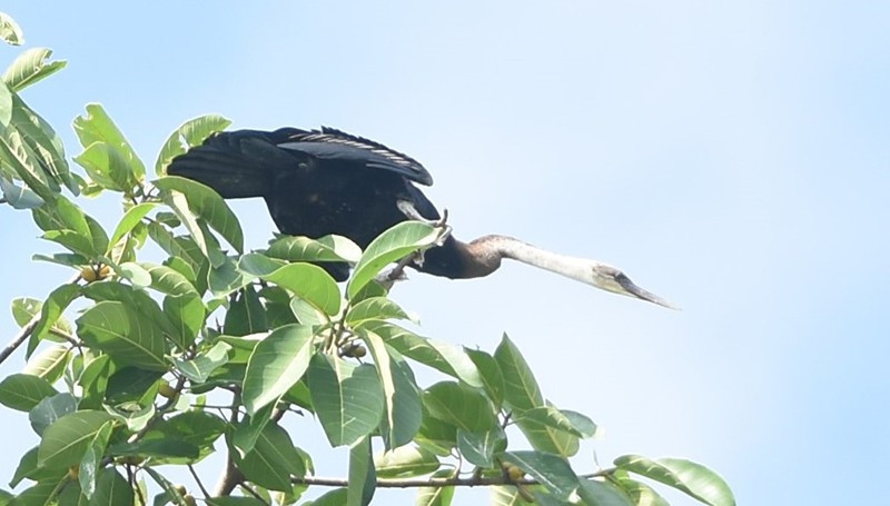 Loài chim cổ rắn thuộc nhóm IB trong danh mục động vật rừng nguy cấp quý hiếm. Chúng có tên trong Sách đỏ Việt Nam. Ảnh: Nhân dân.