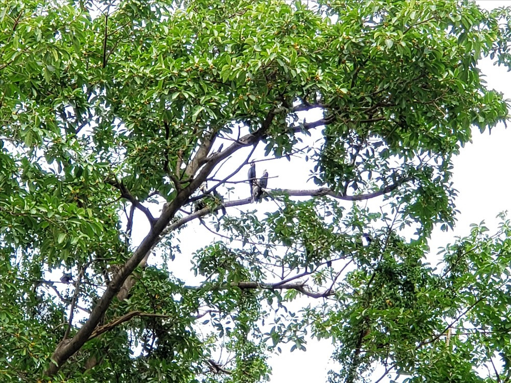 Sau khi tìm hiểu, anh Võ Thành Long biết được đây là chim cổ rắn quý hiếm. Vậy nên, anh bàn giao nó cho Chi cục Kiểm lâm TP.HCM vào ngày 16/8. Ảnh: Lao động.