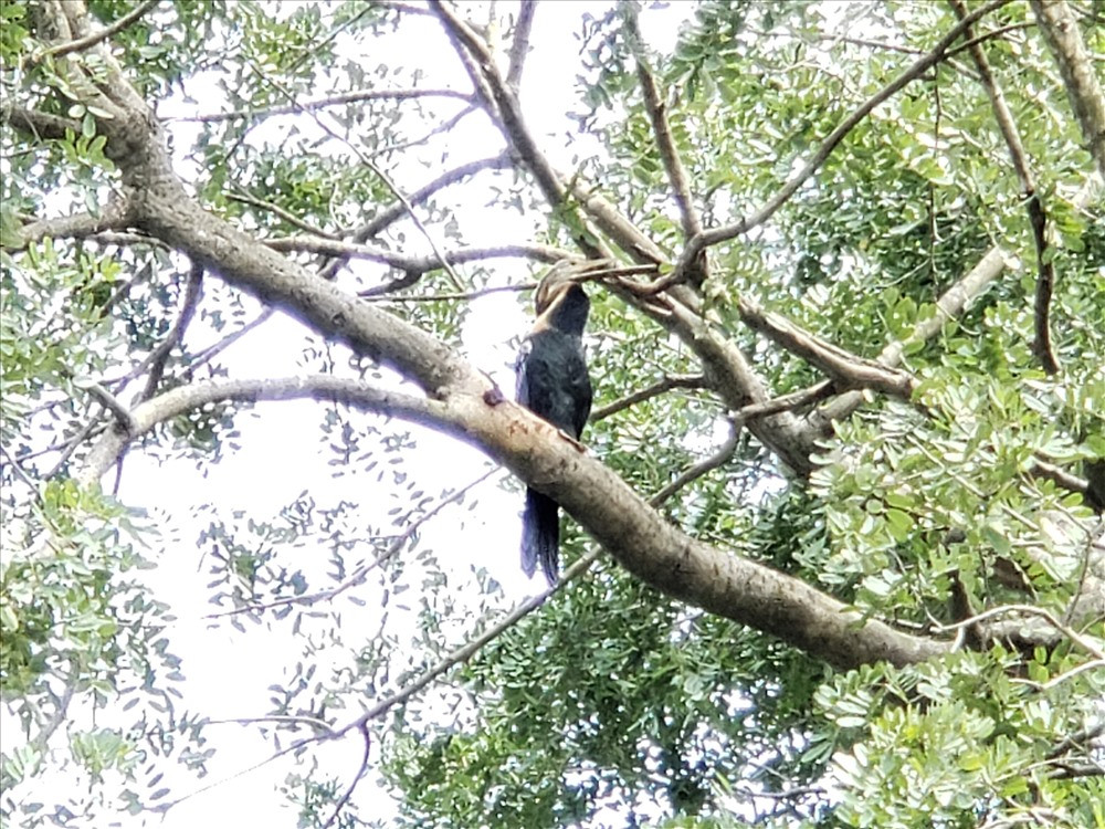 Loài chim cổ rắn có đặc điểm nổi bật là cổ dài và mảnh dẻ. Những cá thể này có vẻ ngoài tương tự những con rắn khi chúng bơi lội với phần thân chìm dưới mặt nước. Ảnh: Lao động.