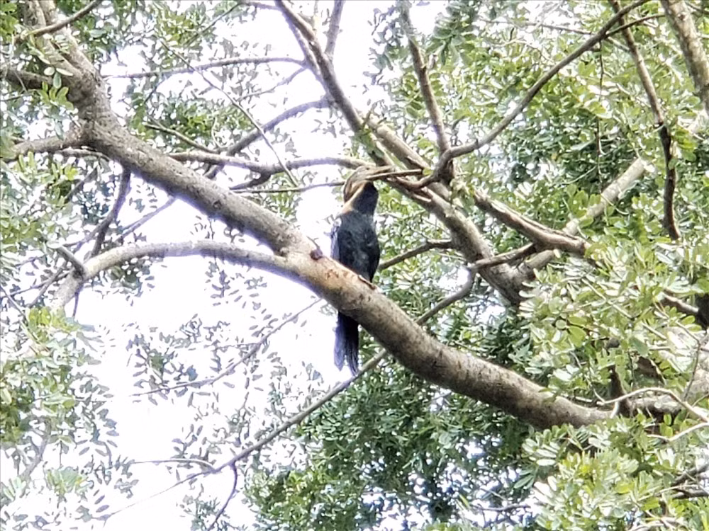 Loài chim cổ rắn có đặc điểm nổi bật là cổ dài và mảnh dẻ. Những cá thể này có vẻ ngoài tương tự những con rắn khi chúng bơi lội với phần thân chìm dưới mặt nước. Ảnh: Lao động.