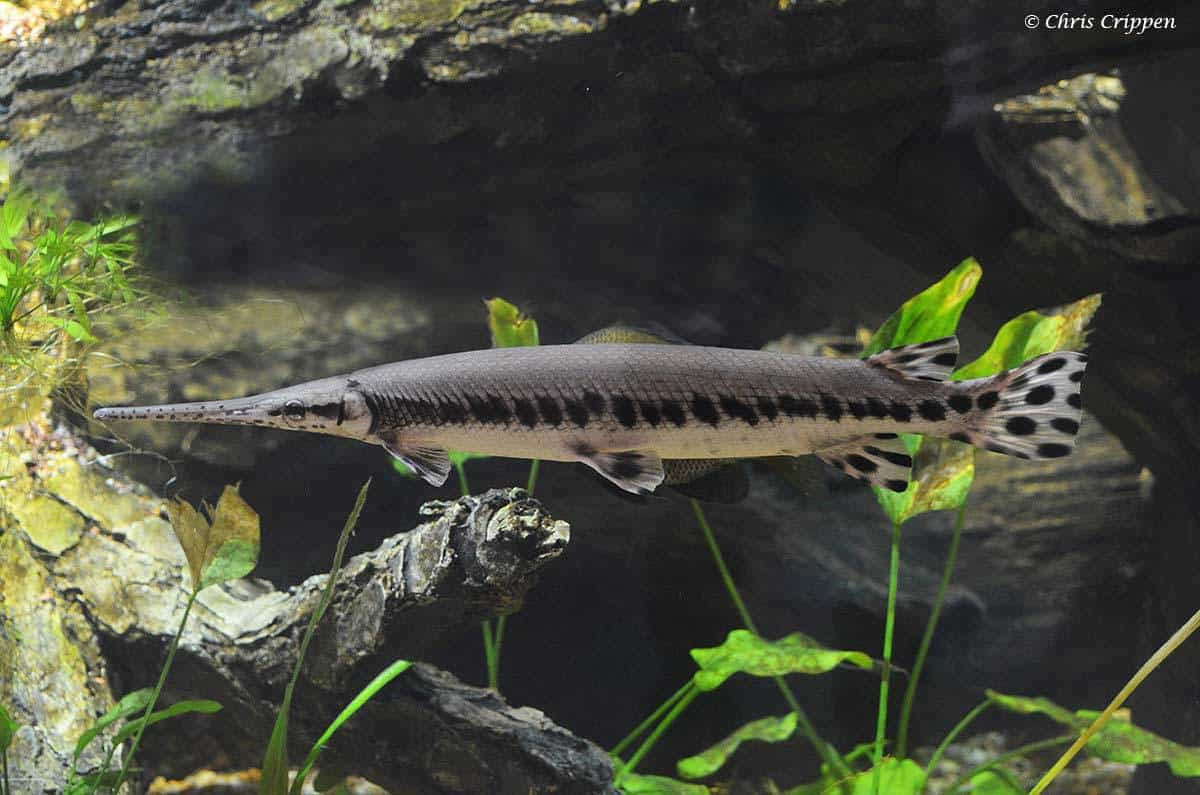 Loài cá sấu hỏa tiễn thuộc ngành động vật có dây sống, lớp cá vây tia, bộ cá láng và nằm trong họ mõm dài. Dân gian còn gọi chúng với một số tên gọi khác như: cá mỏ vịt, cá sấu mõm dài, cá Phúc lộc thọ, cá nhái đốm...