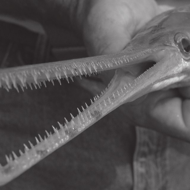 Vảy cá sấu hỏa tiễn có hình dạng giống như kim cương, có cạnh gồ ghề, được bao phủ bởi chất lạ như tráng men. Với mõm dài, hàm răng vô cùng sắc nhọn, chúng có cắn con mồi trở nên dễ dàng hơn.