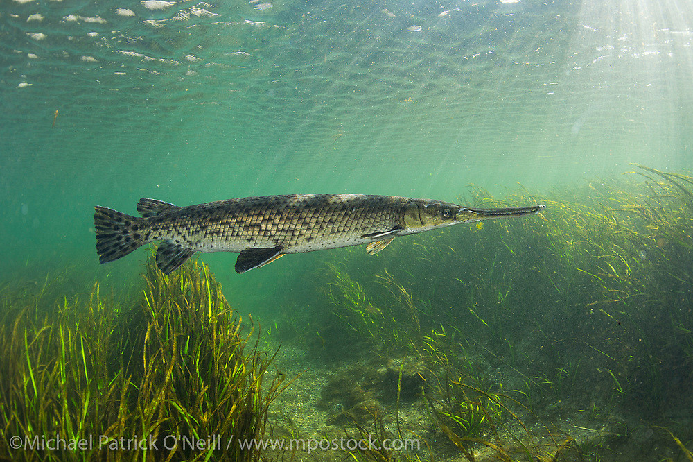 Do có tập tính hung dữ, sinh trưởng nhanh và rất phàm ăn nên cá sấu hỏa tiễn thường không nuôi chung chúng với những loài cá nhỏ khác nhằm tránh tình trạng chúng sẽ ăn thịt những loài cá khác. Mặc dù thịt rất thơm ngon nhưng trứng của cá sấu hỏa tiễn rất độc, có thể gây ngộ độc nặng dẫn đến tử vong nếu ăn phải.