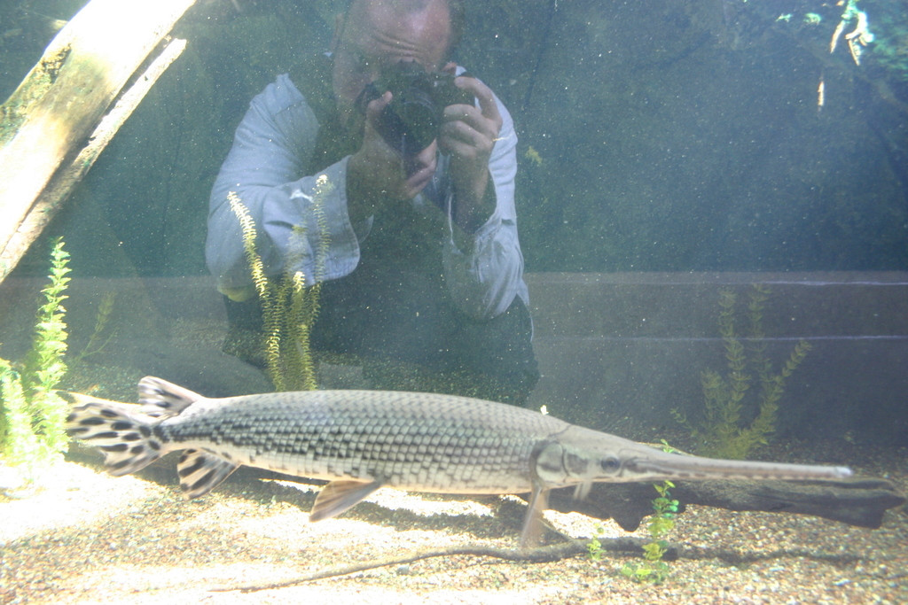 Cá sấu hỏa tiễn (tên khoa học Lepisosteus osseus, thuộc loài Lepidosteiformes) là loài cá nước ngọt được tìm thấy nhiều nhất ở vùng Bắc Mỹ. Chúng thuộc loại động vật ăn thịt.