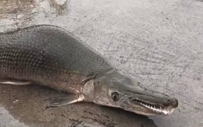 Khi trưởng thành, mỗi cá thể có cân nặng trung bình khoảng 5 - 7 kg, chiều dài cơ thể từ 112 - 150 cm.