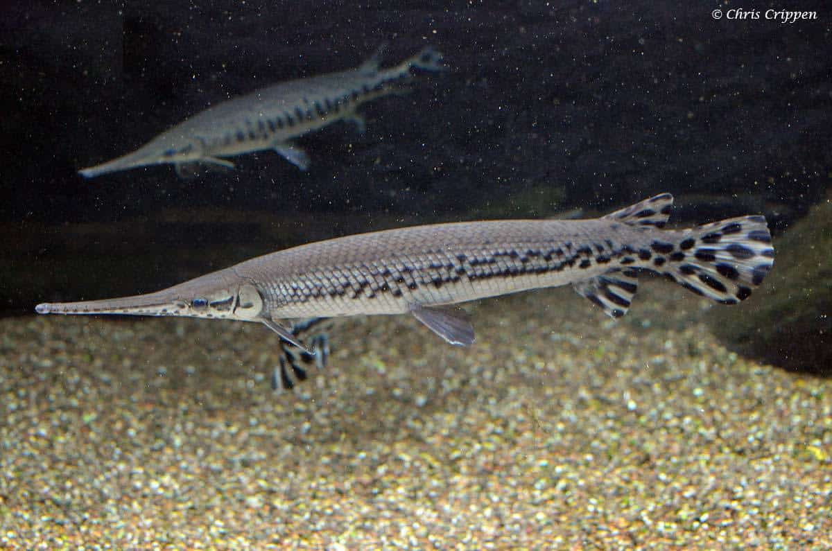 Cặp cá sấu hỏa tiễn mới được tìm thấy trên gồm một cá thể đực dài 70 cm và một cá thể cái dài 90 cm.