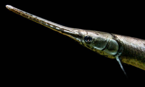 Với những đặc điểm trên, các nhà chức trách Trung Quốc đã đưa cá sấu hỏa tiễn vào danh sách là một trong 10 sinh vật xâm lấn chính đe dọa hệ sinh thái của nước này.