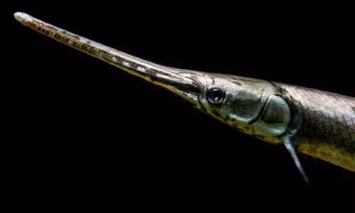 Với những đặc điểm trên, các nhà chức trách Trung Quốc đã đưa cá sấu hỏa tiễn vào danh sách là một trong 10 sinh vật xâm lấn chính đe dọa hệ sinh thái của nước này.