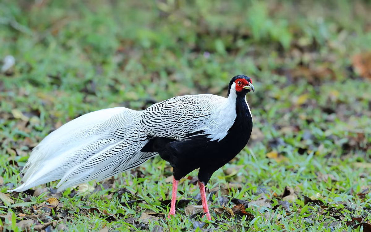 Cá thể gà lôi trắng trống có bộ lông hai màu, trắng ở trên lưng và đen ở phía bụng.