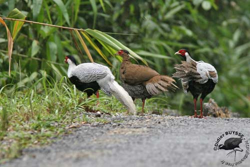 Trong khi đó, cá thể gà lôi trắng mái có lông màu nâu, mào cong, chân đỏ, da mặt đỏ.