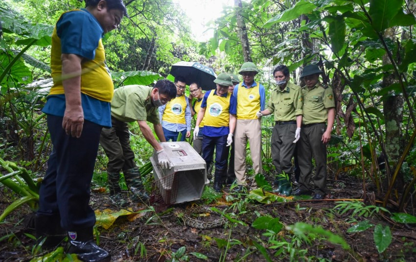 Nhóm động vật tái thả vào ngày 12/8 bao gồm: 4 gà lôi trắng (nguồn gốc nhân nuôi sinh sản bảo tồn) và 1 trăn đất (nguồn gốc hoang dã do người dân chuyển giao để cứu hộ bảo tồn).