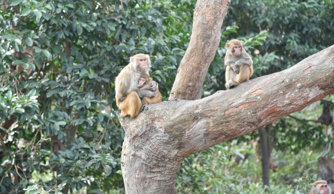 Trong Sách Đỏ Việt Nam (2007), khỉ vàng được xếp ở cấp độ LR (lower risk) - bậc ít nguy cấp. Chúng hoạt động ban ngày, phạm vi hoạt động cả dưới đất lẫn trên cây. Ảnh: VOV.