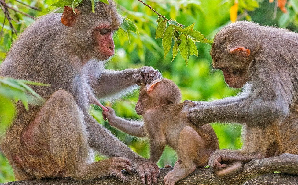 Đồng thời, Hạt Kiểm lâm huyện Hải Lăng khuyến cáo người dân không lại gần, không chọc phá, săn bắt, giết hại cá thể khỉ vàng trên. Ảnh: Báo Đà Nẵng.