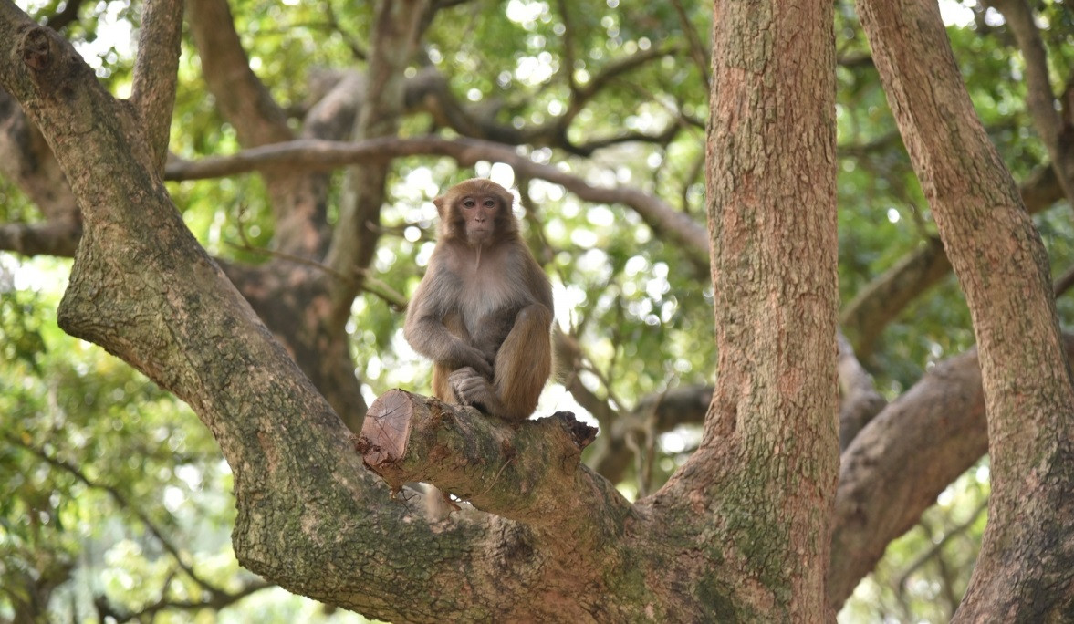 Thức ăn chủ yếu của khỉ vàng là các loại quả, hạt, lá cây... Ảnh: VOV.