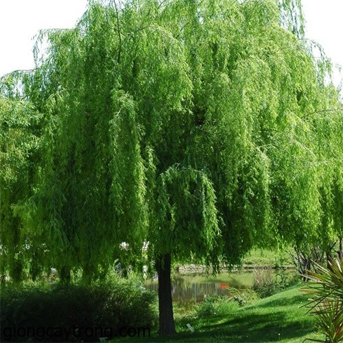 Do vậy, khi nhìn thấy cây liễu trồng trước mộ, những kẻ trộm mộ biết được đó là nơi chôn cất dân thường, không có mấy của cải giá trị bên trong. Dù chúng có đào xới ngôi mộ thì cũng khó tìm được đồ tùy táng nào giá trị. Vì vậy, chúng nhanh chóng bỏ đi vì không muốn mất công sức đào xới nhưng không lấy được bảo vật nào.