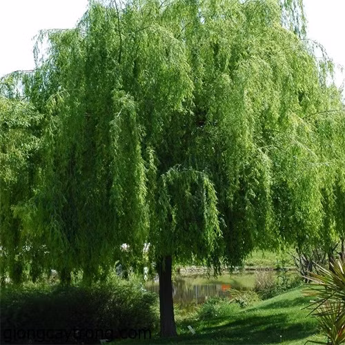 Do vậy, khi nhìn thấy cây liễu trồng trước mộ, những kẻ trộm mộ biết được đó là nơi chôn cất dân thường, không có mấy của cải giá trị bên trong. Dù chúng có đào xới ngôi mộ thì cũng khó tìm được đồ tùy táng nào giá trị. Vì vậy, chúng nhanh chóng bỏ đi vì không muốn mất công sức đào xới nhưng không lấy được bảo vật nào.