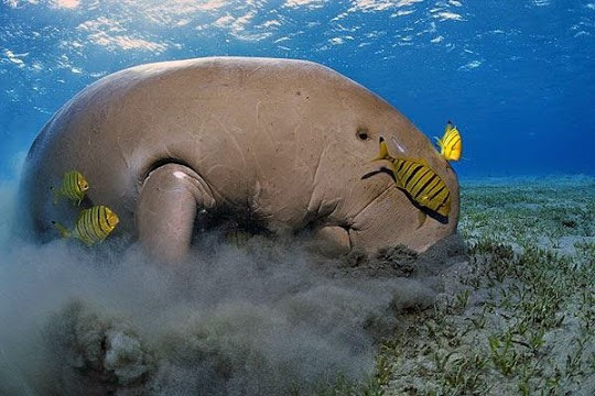 Cá nàng tiên (Dugong dugon) còn được gọi là cá cúi hoặc bò biển. Đây là động vật biển có vú ăn cỏ. Loài này chỉ ăn cỏ biển.