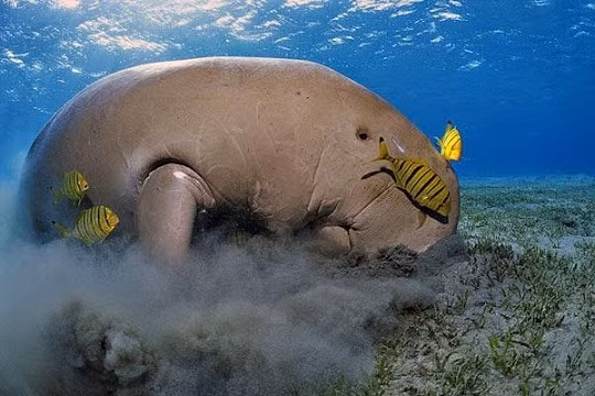 Cá nàng tiên (Dugong dugon) còn được gọi là cá cúi hoặc bò biển. Đây là động vật biển có vú ăn cỏ. Loài này chỉ ăn cỏ biển.