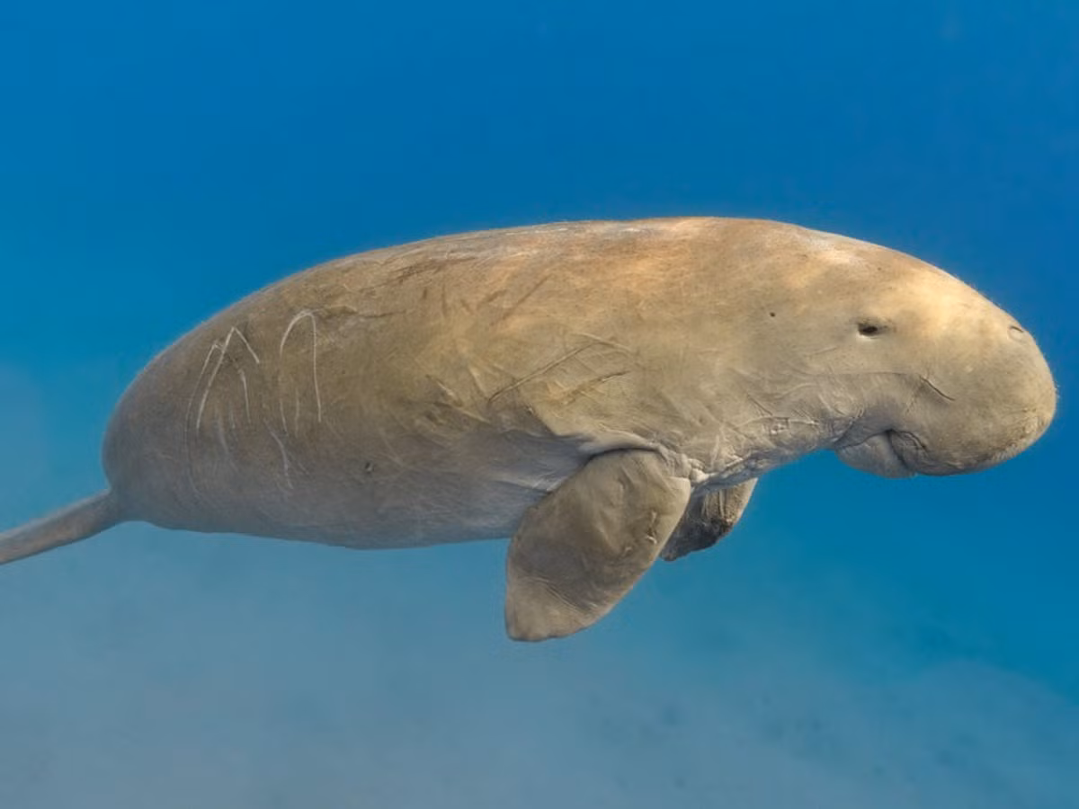 Ông Turvey cho hay nạn đánh bắt, va chạm với tàu thuyền và mất môi trường sống là những lý do chính khiến cá nàng tiên dần biến mất ở Trung Quốc.