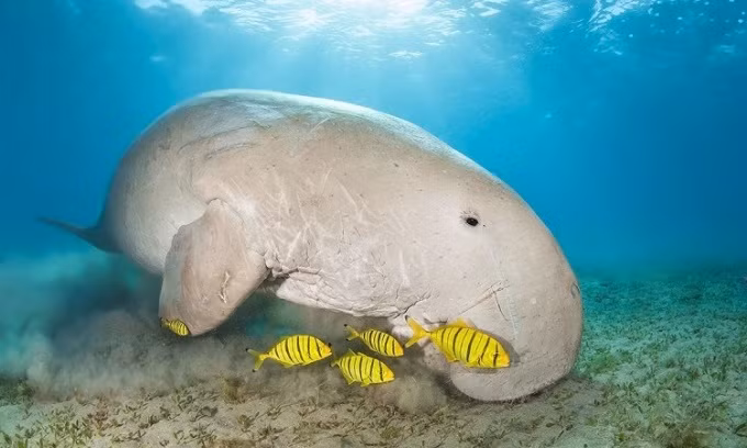 Tạp chí Royal Society Open Science mới công bố kết quả nghiên cứu của các chuyên gia về việc cá nàng tiên đã tuyệt chủng về mặt chức năng ở vùng biển Trung Quốc.