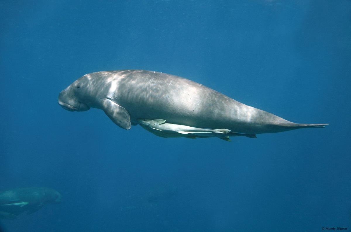 Cá nàng tiên là loài động vật dễ bị đe dọa và nằm trong danh mục Dễ tổn thương của Liên minh Bảo tồn Thiên nhiên Quốc tế (IUCN). Kể từ năm 1988, Trung Quốc đã xếp cá nàng tiên vào loài động vật trọng điểm quốc gia cấp một cần được bảo vệ. Đây là cấp độ bảo vệ cao nhất.