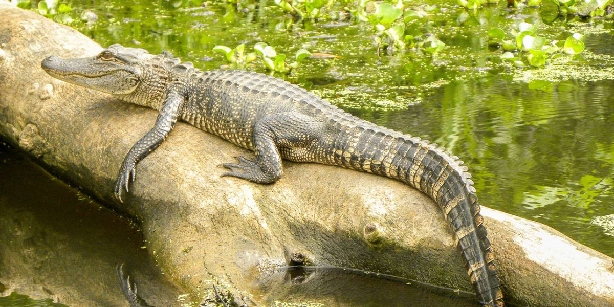 Trong khi chưa thể xác nhận lời nguyền có thật hay không, giới chức trách cảnh báo đầm lầy Manchac là nơi sinh sống của nhiều cá sấu hung dữ, đói khát. Nếu không cẩn thận bước vào đầm lầy thì người dân có thể gặp sự cố kinh hoàng.