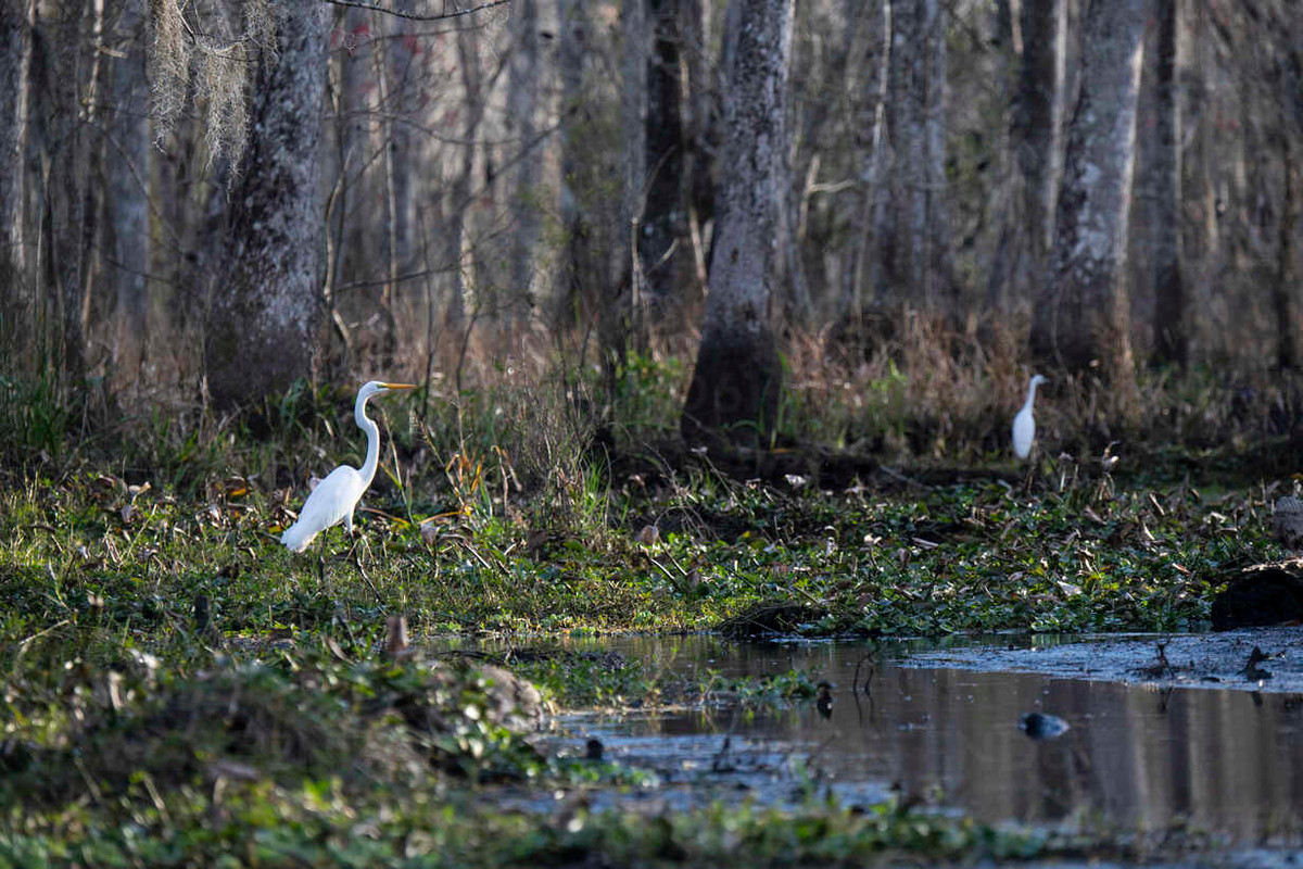 Nữ vương Julie White là một tu sĩ tà thuật sống ẩn mình trong hốc cây cổ thụ. Bà muốn nơi ở của mình luôn bình yên, không có kẻ nào tới quấy phá.