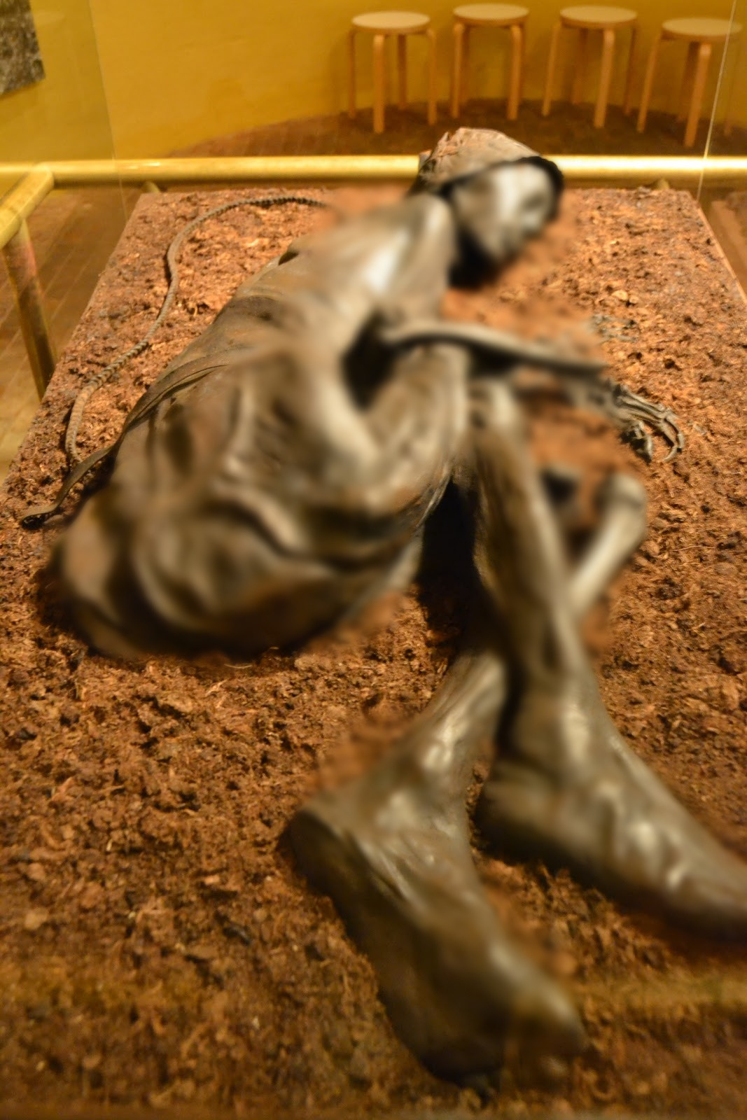 Trong khoảng 12 - 24 giờ trước khi tử vong, Tollund Man ăn cá. Tuy nhiên, món ăn này không phảo món chính thời đó. Các nhà khoa học còn phát hiện trong ruộ của Tollund Man có trứng ký sinh trùng. Từ đây, họ suy đoán Tollund Man có thể đã ăn thịt sống hoặc chưa nấu chín kỹ và uống nước có trứng động vật ký sinh.