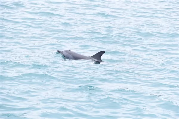 Cá ông, cá bà được người dân Lý Sơn xem là loài cá linh thiêng. Do vậy, họ tôn kính và thờ phụng chúng. Ảnh: baovanhoa.