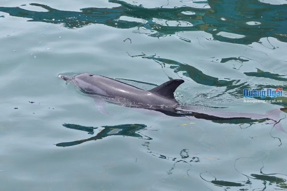 Cụ thể, cùng với cá voi, cá heo được người dân Lý Sơn thờ phụng vì cho rằng chúng thường giúp người gặp nạn trên biển. Ảnh: baoquangngai.
