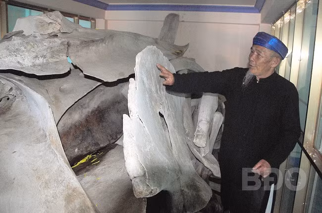 Do được người dân quan niệm là "phúc thần biển" và việc thờ phụng cá heo, cá voi giúp 2 loài cá này được bảo tồn. Ảnh: baobinhdinh.