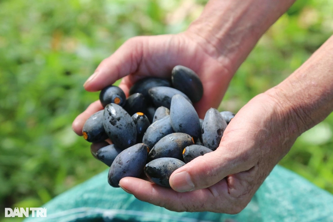 Trám om là món ăn được nhiều người ưa thích nhất. Thả những quả trám vào nước nóng khoảng 70 độ C, ngâm trong vòng 30 phút, sau đó dùng tay bóp, cảm giác mềm là quả trám đã chín và có thể lấy ra ăn.