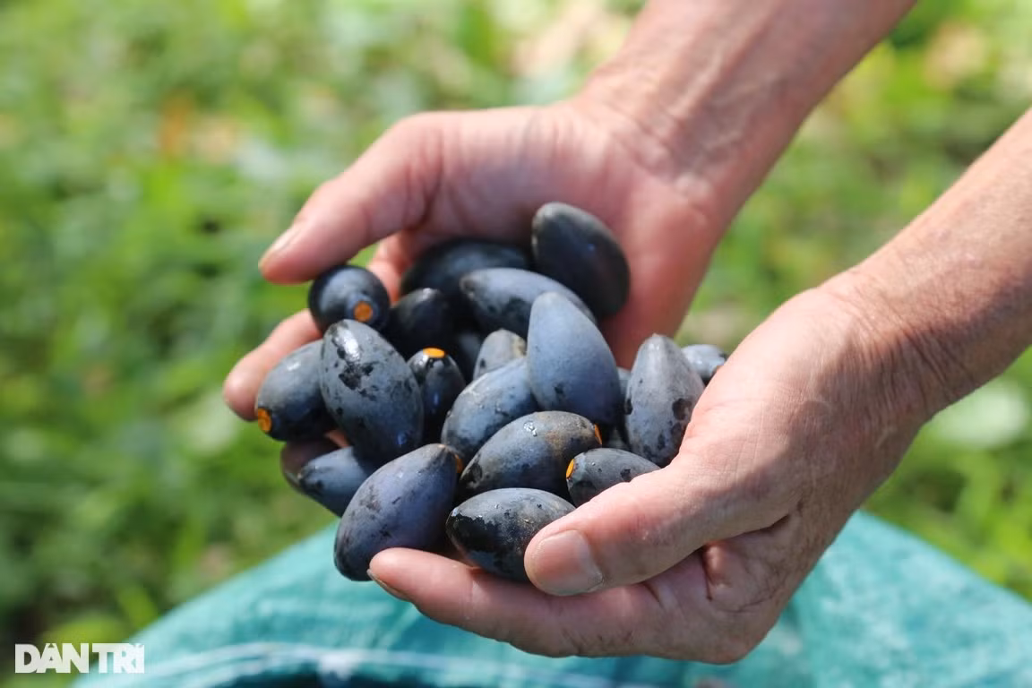 Trám om là món ăn được nhiều người ưa thích nhất. Thả những quả trám vào nước nóng khoảng 70 độ C, ngâm trong vòng 30 phút, sau đó dùng tay bóp, cảm giác mềm là quả trám đã chín và có thể lấy ra ăn.