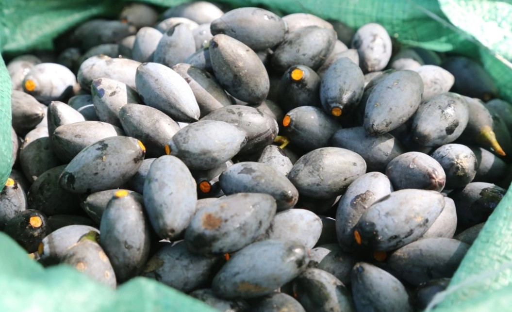 Ông Nguyễn Mạnh Hùng (70 tuổi, trú tại xã Sơn Ninh, huyện Hương Sơn) cho biết, gia đình sở hữu khoảng 30 cây trám đen có tuổi đời từ 10-30 năm. Trong đó có hơn 20 cây đã cho thu hoạch trái.