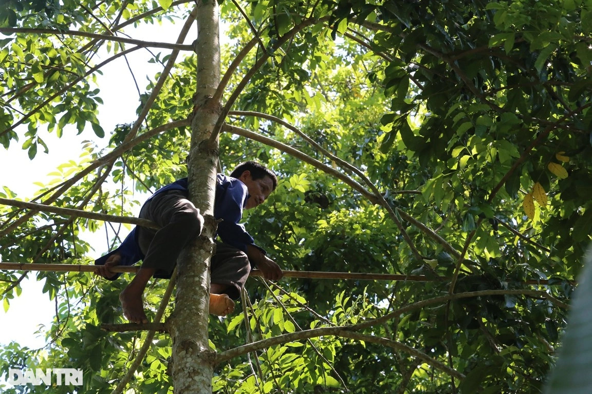 Thương lái sau khi mua phải thuê những người thợ giỏi leo lên cây để thu hoạch. Dụng cụ để hái trám chỉ cần một chiếc liềm buộc chặt vào đầu cây sào làm bằng thân tre. Người thợ cầm dụng cụ leo lên cây, rồi đẩy để lưỡi liềm cắt vào cành trám cho quả rụng xuống đất. Ở phía dưới có 2-3 người dùng rổ, rá nhặt những quả trám cho vào bao tải.