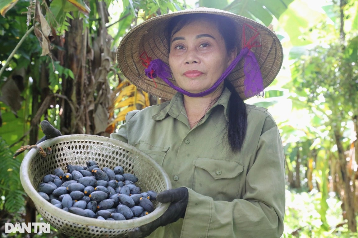 Nhiều năm nay, chị Nguyễn Thị Lan Anh (SN 1979, trú tại xã Sơn Ninh) chuyên đi thu mua quả trám để về bán. Mỗi mùa trám, chị thu mua vài tấn quả. "Giờ cứ đến mùa là thương lái lại đến vườn tranh nhau mua. Thậm chí nhiều người đến đặt cọc mua khi quả trám còn nhỏ. Người ta nói là ăn quả trám khiến ta nhớ về hương vị của quê hương, nhớ về những ngày nghèo khó", chị Lan Anh chia sẻ.