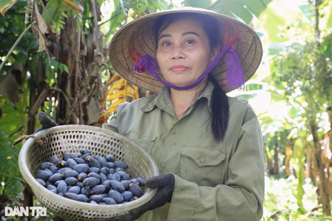 Nhiều năm nay, chị Nguyễn Thị Lan Anh (SN 1979, trú tại xã Sơn Ninh) chuyên đi thu mua quả trám để về bán. Mỗi mùa trám, chị thu mua vài tấn quả. "Giờ cứ đến mùa là thương lái lại đến vườn tranh nhau mua. Thậm chí nhiều người đến đặt cọc mua khi quả trám còn nhỏ. Người ta nói là ăn quả trám khiến ta nhớ về hương vị của quê hương, nhớ về những ngày nghèo khó", chị Lan Anh chia sẻ.