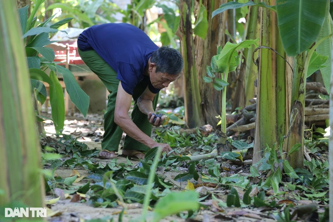 "Mỗi năm tôi thu được khoảng 20-30 triệu đồng từ việc bán quả trám. Đến mùa là thương lái thu mua tại cây. Cây trám đen chỉ cần chăm sóc thời gian đầu, sau đó thì không cần nữa. Cây trám được chúng tôi trồng nhiều vì vừa có bóng mát, lại cho thu nhập từ việc bán quả", ông Hùng cho biết.