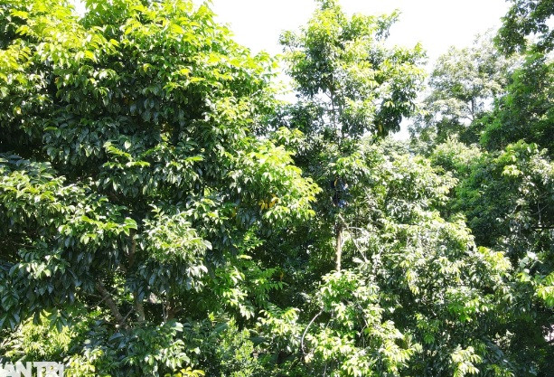 Ông Nguyễn Xuân Huy, Chủ tịch UBND xã Sơn Ninh cho biết, trên địa bàn xã hiện có 180 hộ dân trồng hơn 550 cây trám đen đã cho thu nhập. Mỗi năm, sản lượng đạt từ 13-15 tấn, với giá thu mua dao động từ 100.000-120.000 đồng/kg.