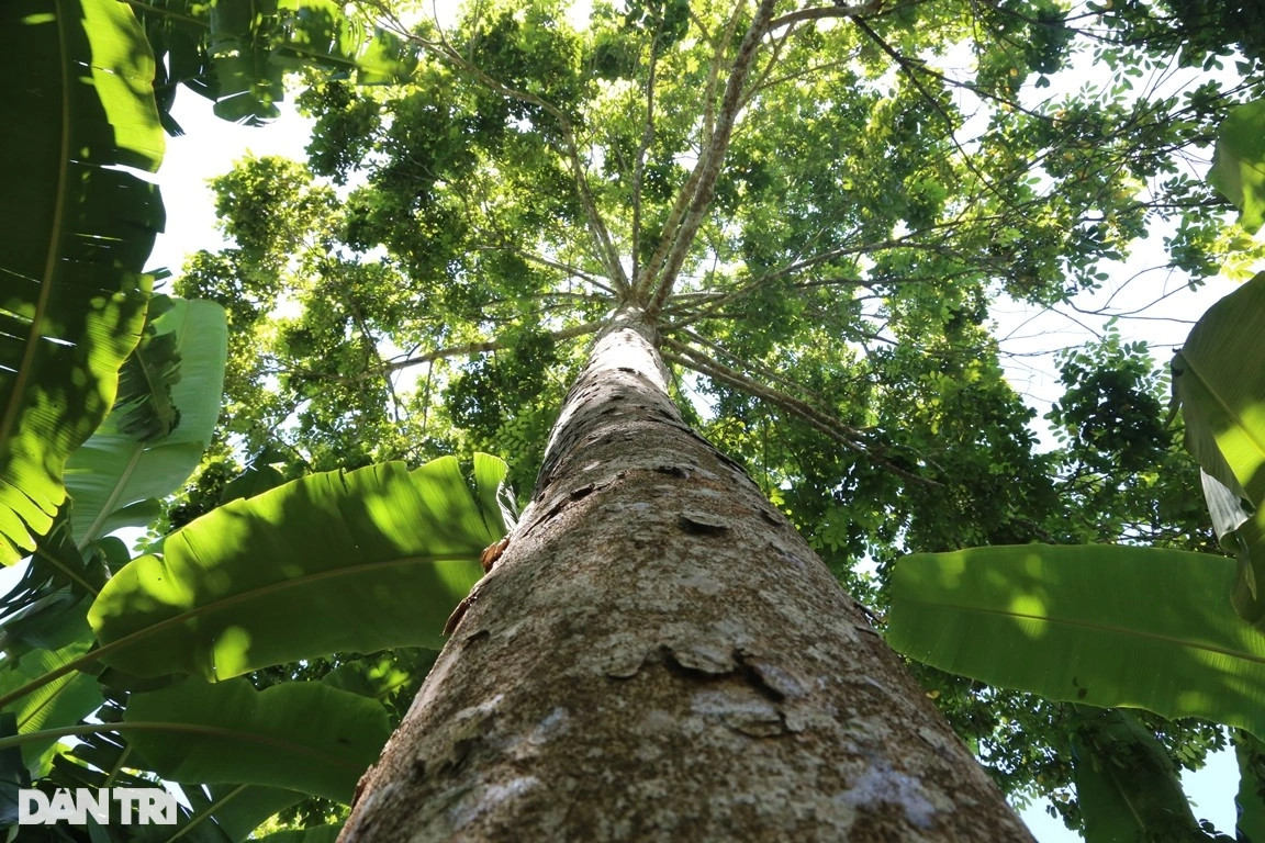 Trám đen có tên khoa học Canarium nigrum Engl, thuộc thân gỗ, cây thường cao từ 10-30m. Quả trám mọc ở trên các cành nhỏ, lúc chín có màu đen.