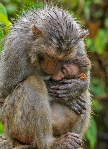 Sau khi tiếp nhận từ anh Bùi Văn Hướng, Hạt Kiểm lâm huyện Lộc Hà đã liên hệ với Vườn Quốc gia Vũ Quang và bàn giao cá thể khỉ vàng quý hiếm trên để chăm sóc trước khi thả về tự nhiên. Ảnh: Báo Đà Nẵng.