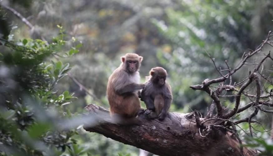 Thức ăn chủ yếu của khỉ vàng là các loại quả, hạt, lá cây, nõn cây rừng... Ảnh: VOV.