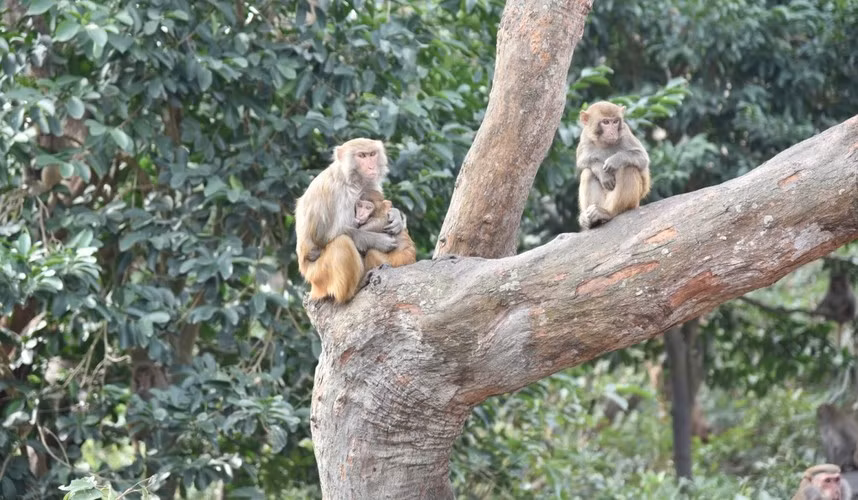 Khỉ vàng thường sống theo đàn. Mỗi đàn có từ 10 - 15 cá thể, bao gồm một con đầu đàn là cá thể đực. Ảnh: VOV.