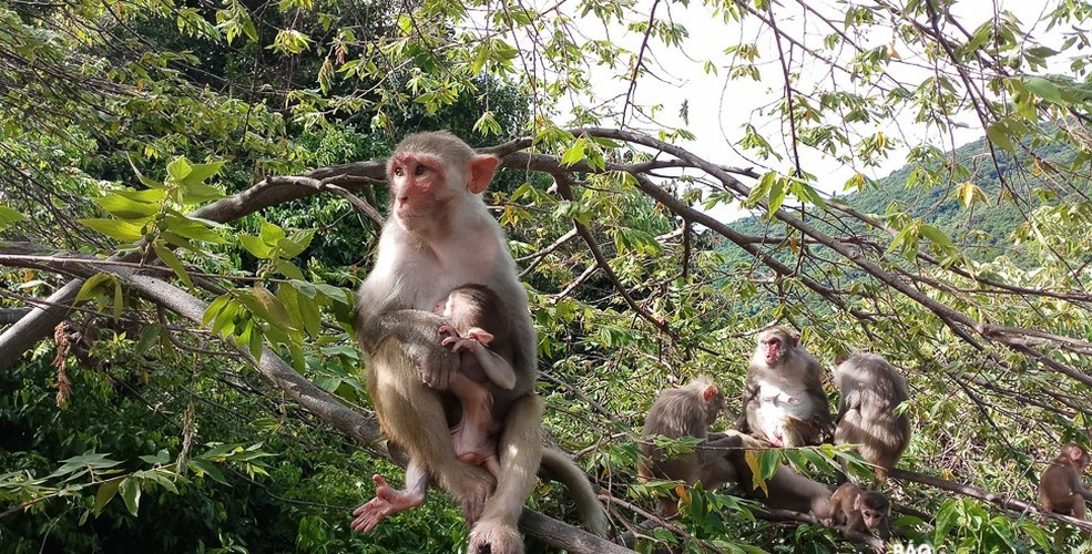 Theo lời kể của anh Bùi Văn Hướng, cá thể khỉ vàng trên đi vào vườn nhà cách đây vài ngày. Gia đình anh đã bắt được con khỉ này. Khi biết đó là động vật hoang dã quý hiếm, cần được bảo vệ, anh Hướng nhanh chóng thông báo với chính quyền địa phương và Công an xã để bàn giao cho Hạt Kiểm lâm huyện Lộc Hà. Ảnh: Báo Đà Nẵng.