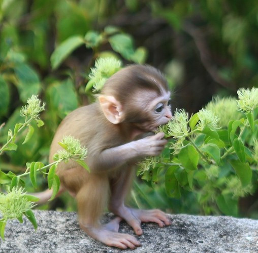 Khỉ vàng có tên khoa học là Macaca mulatta, tên tiếng Anh là Rhesus Macaque. Khỉ vàng là loài động vật rừng nguy cấp, quý, hiếm thuộc nhóm IIB theo quy định tại Nghị định số 32/2006/NĐ-CP ngày 30/3/2006 của Chính phủ quy định về quản lý thực vật rừng, động vật rừng nguy cấp, quý, hiếm. Ảnh: Báo Đà Nẵng.