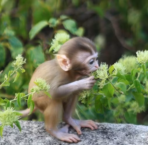 Khỉ vàng có tên khoa học là Macaca mulatta, tên tiếng Anh là Rhesus Macaque. Khỉ vàng là loài động vật rừng nguy cấp, quý, hiếm thuộc nhóm IIB theo quy định tại Nghị định số 32/2006/NĐ-CP ngày 30/3/2006 của Chính phủ quy định về quản lý thực vật rừng, động vật rừng nguy cấp, quý, hiếm. Ảnh: Báo Đà Nẵng.
