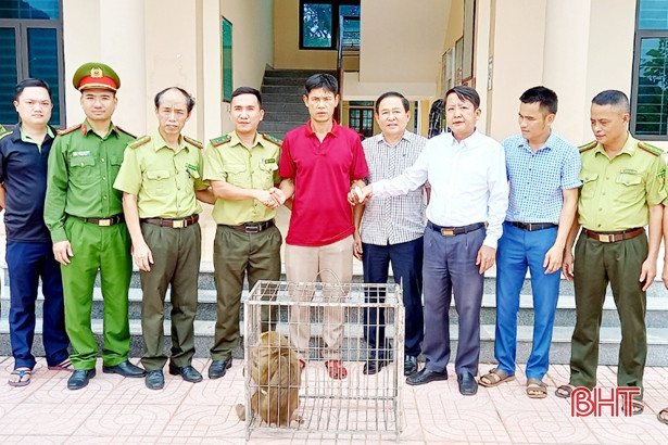 Cá thể khỉ vàng do anh Bùi Văn Hướng giao nộp có trọng lượng khoảng 10 kg. Đây là cá thể đực. Ảnh: Báo Hà Tĩnh.