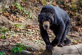 Được coi là loài nhỏ nhất trong số tất cả các loài gấu hiện tại, gấu chó trưởng thành có chiều cao từ 1,2 - 1,5m và nặng khoảng 25 - 65 kg.