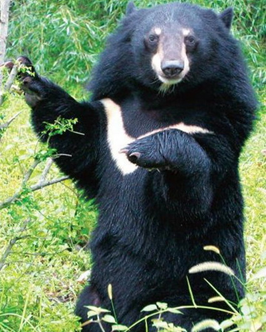 Theo ông Võ Minh Thiên - Chi cục trưởng Chi cục Kiểm lâm Sóc Trăng, sau khi tiếp nhận, đơn vị kiểm tra sức khỏe cho các cá thể động vật hoang dã và xác nhận tất cả khỏe mạnh. Kế đến, đơn vị đưa chúng về Vườn Quốc gia Cát Tiên để chăm sóc trước khi tái thả về tự nhiên.